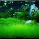 2000 Seeds Mixed Aquatic Plants Bulk Aquarium Grass Water Mixed Fresh Seeds
