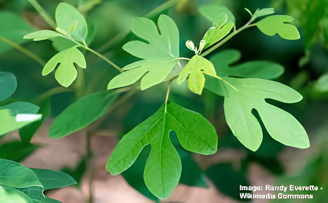 60 Seeds Fragrant Sassafras, Sassafras Albidum Tree Fresh Seeds