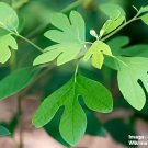 60 Seeds Fragrant Sassafras, Sassafras Albidum Tree Fresh Seeds
