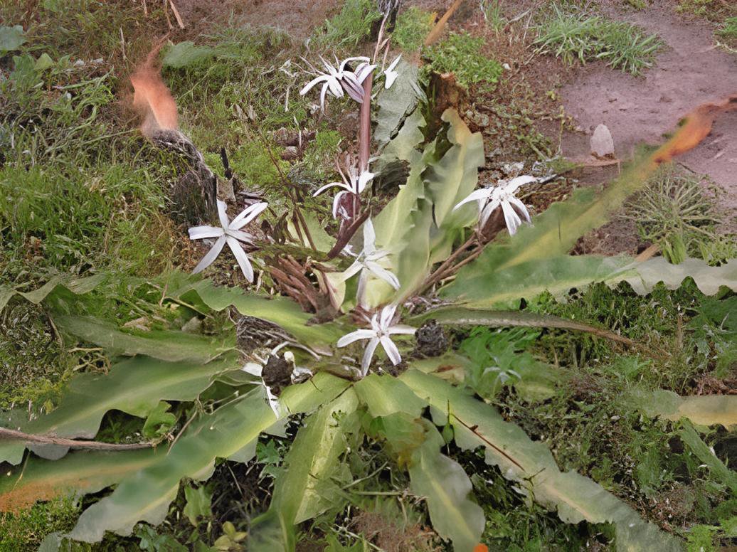 20 Seeds Chlorogalum pomeridianum Fresh Seeds