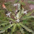 20 Seeds Chlorogalum pomeridianum Fresh Seeds
