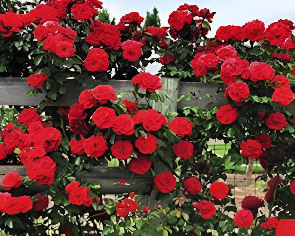 200 Seeds Dark Red Climbing Rose Big Flowers Fresh Seeds