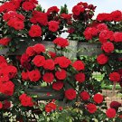 200 Seeds Dark Red Climbing Rose Big Flowers Fresh Seeds
