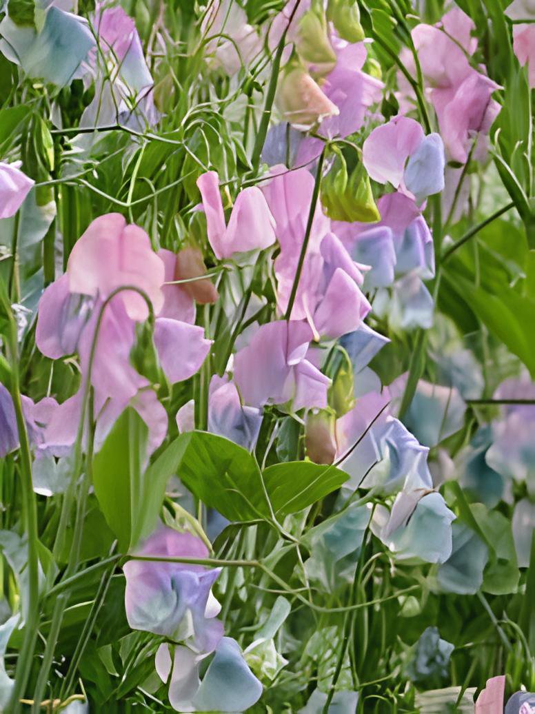 160 Seeds Turquoise Lagoon Sweet Pea Fresh Seeds