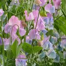 160 Seeds Turquoise Lagoon Sweet Pea Fresh Seeds