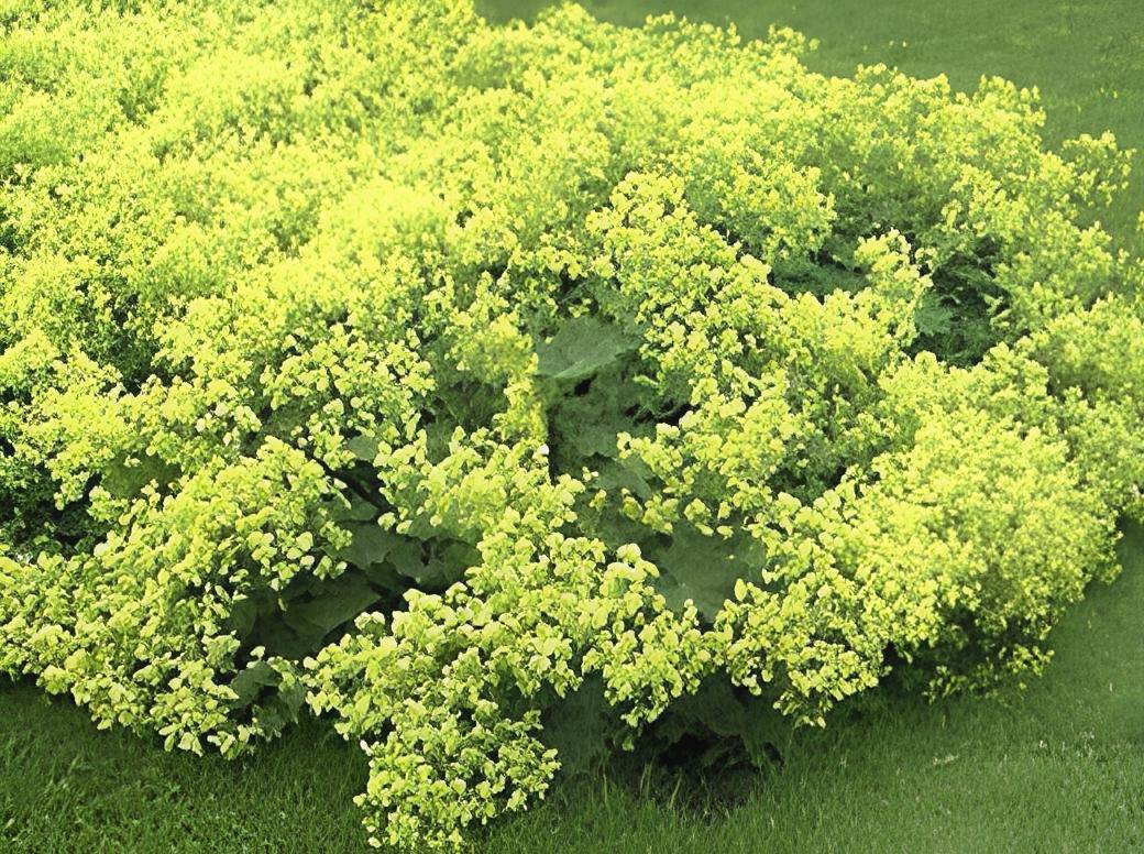 40 Seeds MANTLE Alchemilla Mollis Flower Fresh Seeds