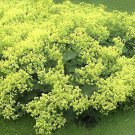 40 Seeds MANTLE Alchemilla Mollis Flower Fresh Seeds