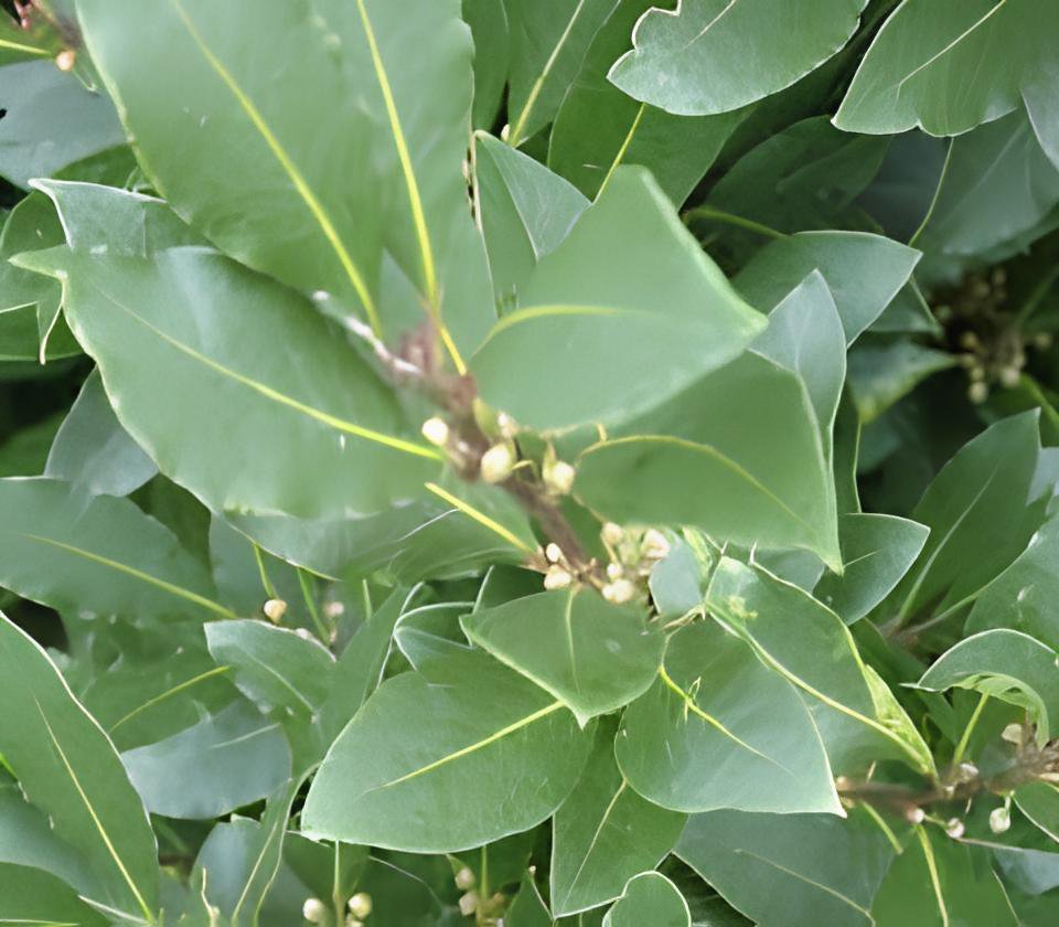 10 Seeds Bay Leaf Laurel Tree Fresh Seeds