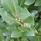 10 Seeds Bay Leaf Laurel Tree Fresh Seeds