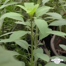 100 Seeds Papaloquelite,Bolivian Coriander.Organic Herb Fresh Seeds