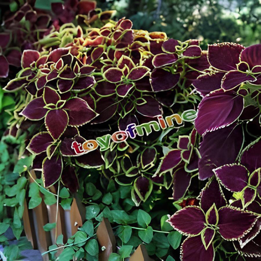 200 Seeds Coleus Flower Bonsai Plectranthus scutellarioides Fresh Seeds