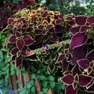 200 Seeds Coleus Flower Bonsai Plectranthus scutellarioides Fresh Seeds