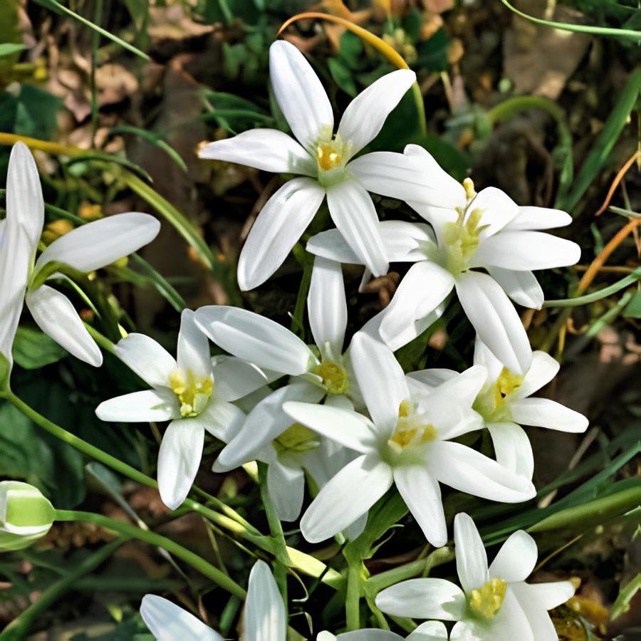 100 Seeds Star of Bethlehem Seeds Non-Hybrid, Open-Pollinated Fresh Seeds