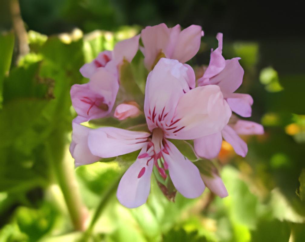 10 Seeds Pelargonium odoratissimum Fresh Seeds