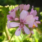 10 Seeds Pelargonium odoratissimum Fresh Seeds