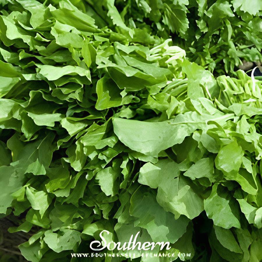 200 Seeds Diplotaxis Tenuifolia Roquette Fresh Seeds