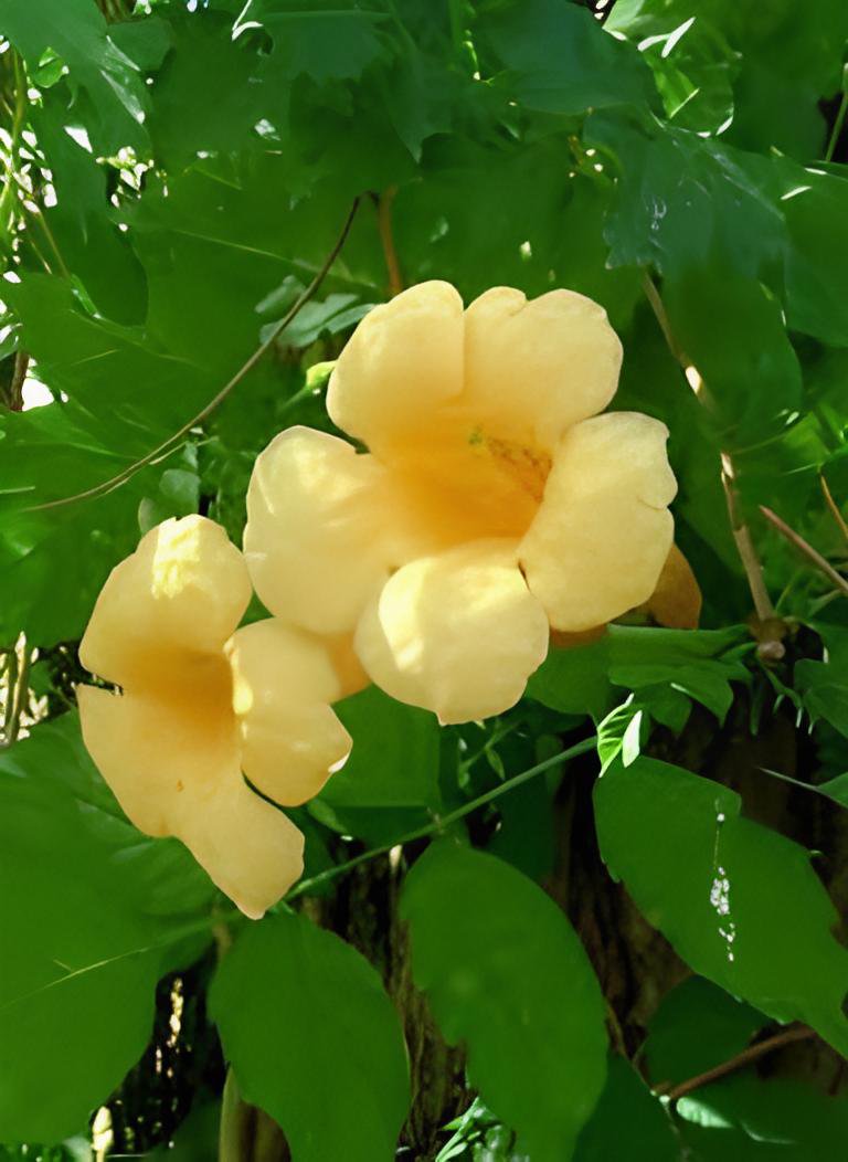 20 Seeds Campsis Radicans Flava Climber Fresh Seeds