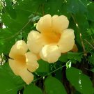 20 Seeds Campsis Radicans Flava Climber Fresh Seeds