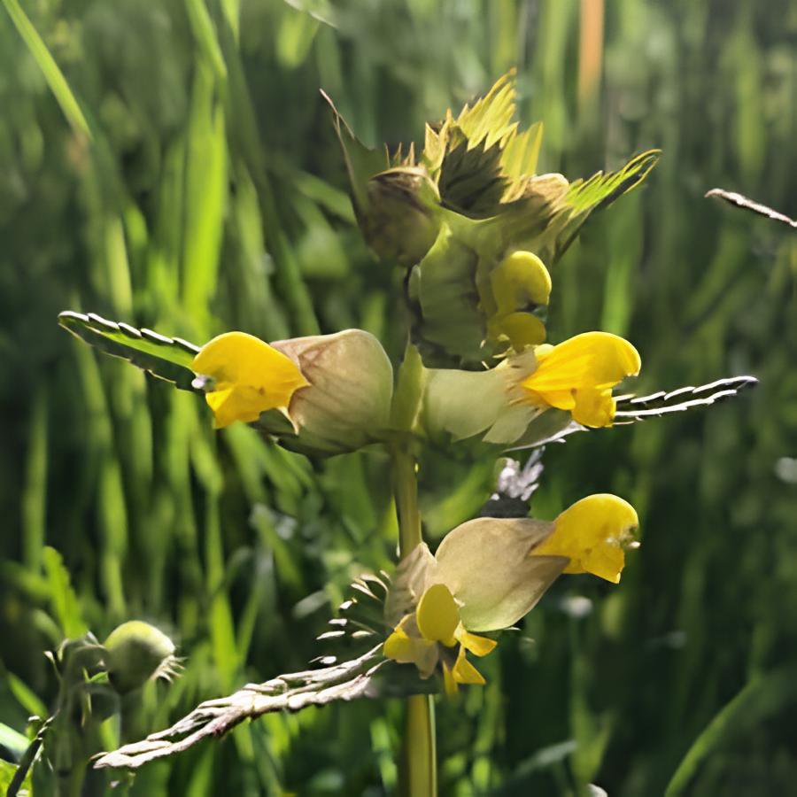 50 Seeds Yellow Rattle Rhinanthus Minor Plant Fresh Seeds