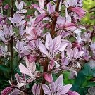 20 Seeds Mix Dictamnus Albus Mixed Colors White Red Pink Lilac Flower Fresh Seeds