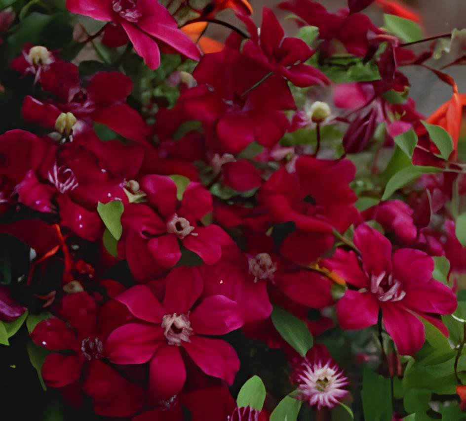 200 Seeds Dark Red Clematis Climbing Bonsai Flower Fresh Seeds