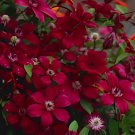 200 Seeds Dark Red Clematis Climbing Bonsai Flower Fresh Seeds