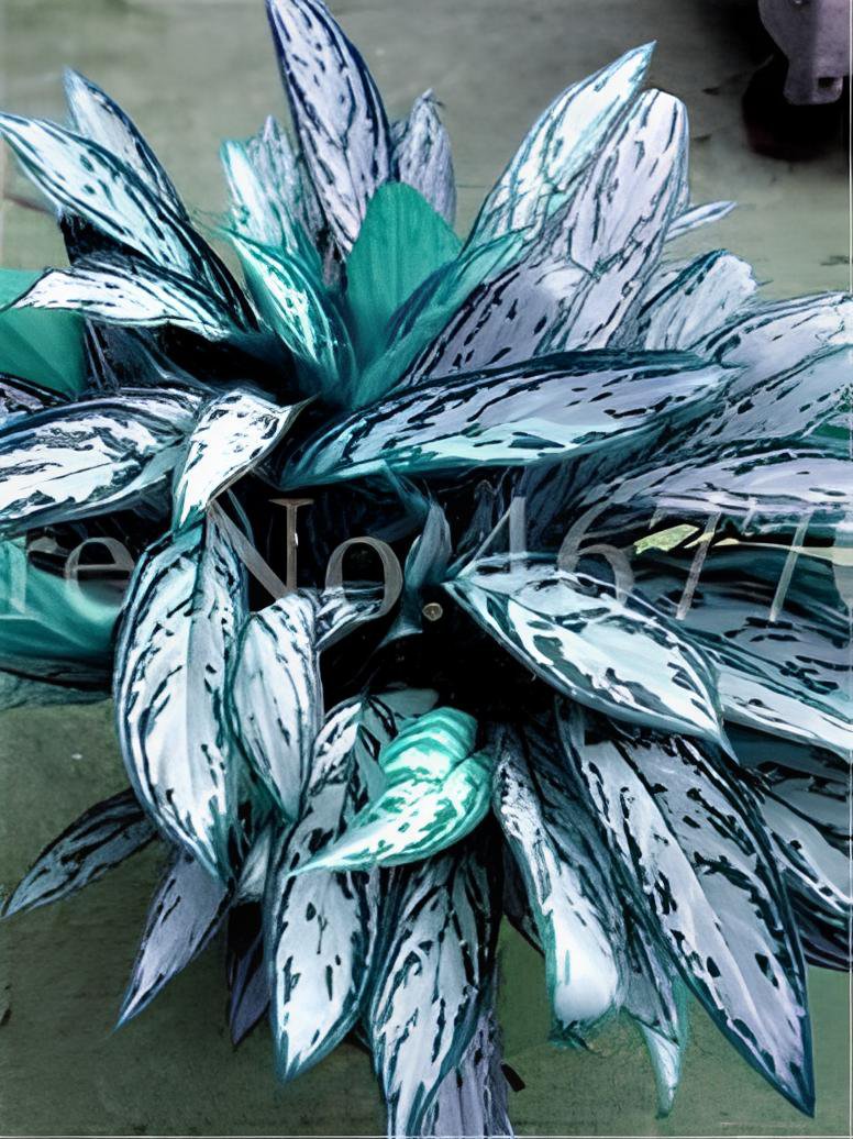 400 Seeds Aglaonema Bonsai 'Pink Dud' Beautiful Outdoor Mosaic Plants Fresh Seeds