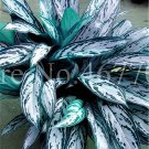 400 Seeds Aglaonema Bonsai 'Pink Dud' Beautiful Outdoor Mosaic Plants Fresh Seeds