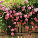 200 Seeds Pink European Rose Climbing Flower Fresh Seeds