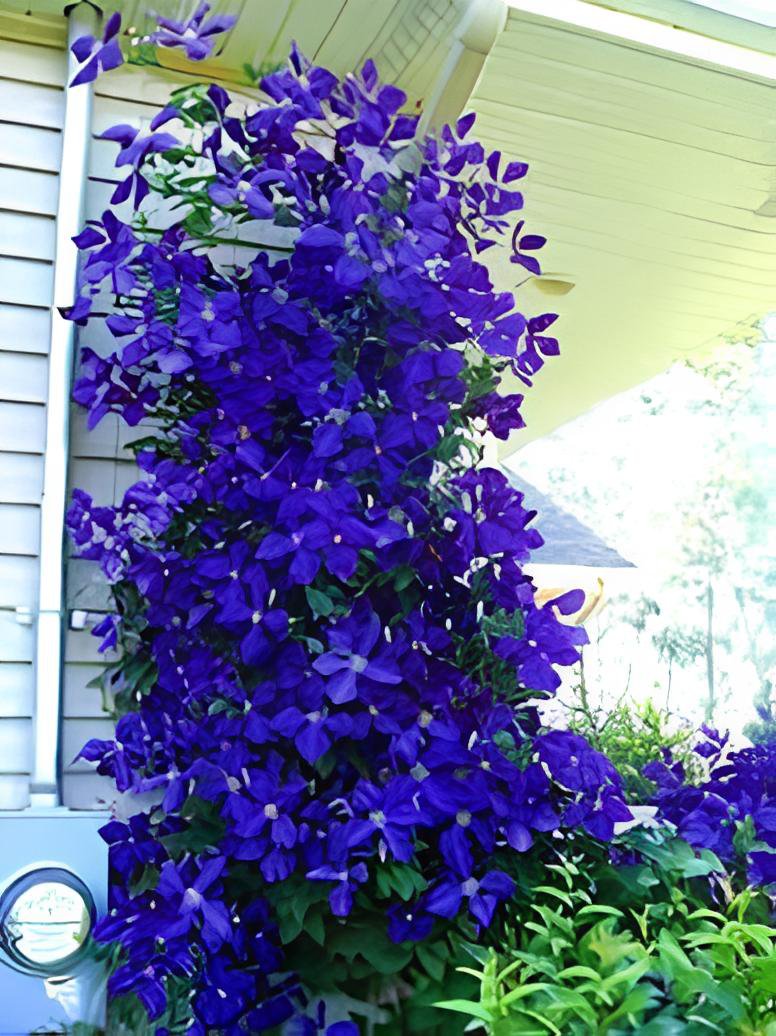 200 Seeds Purple Garden Bonsai Clematis Fresh Seeds