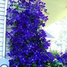 200 Seeds Purple Garden Bonsai Clematis Fresh Seeds