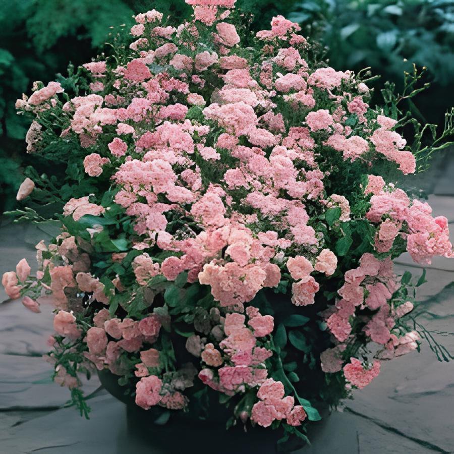 200 Seeds Trepadora Roses Colorful Climbing Shrub Flowers Fresh Seeds