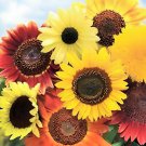 100 Seeds Generic Fresh 50 pcs Sunflower Fresh Seeds