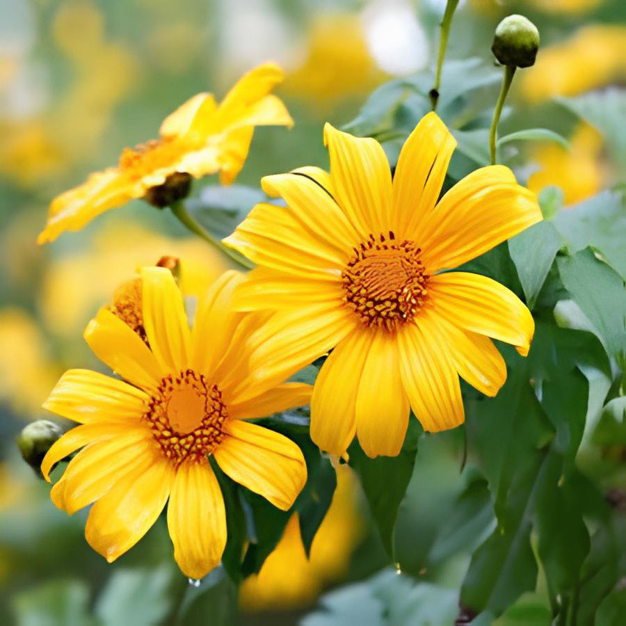 70 Seeds Mexican Sunflower Yellow Torch Flower Tithonia Speciosa/Annual Fresh Seeds