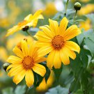 70 Seeds Mexican Sunflower Yellow Torch Flower Tithonia Speciosa/Annual Fresh Seeds