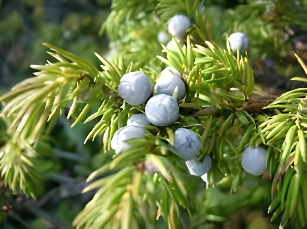 120 Seeds Common Juniper Juniperus Communis Tree Shrub Fresh Seeds