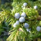 120 Seeds Common Juniper Juniperus Communis Tree Shrub Fresh Seeds
