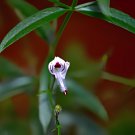 100 Seeds Andrographis Paniculata Green Chiretta Fresh Seeds