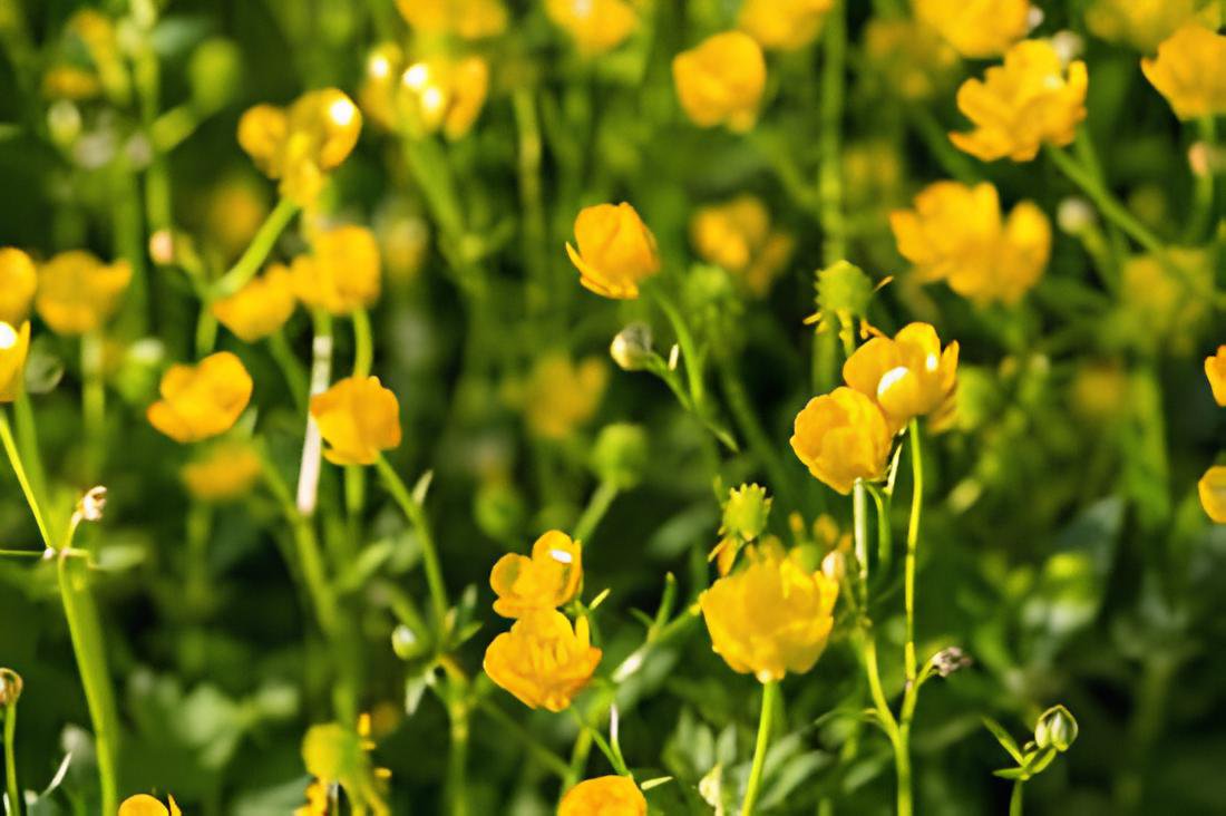 200 Seeds Meadow Buttercup Sunny Beauty Easy to Seasons Fresh Seeds
