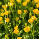 200 Seeds Meadow Buttercup Sunny Beauty Easy to Seasons Fresh Seeds