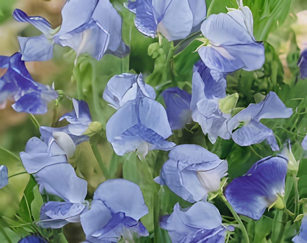 80 Seeds Blue Ripple Sweet Pea Lathyrus Odoratus Fresh Seeds
