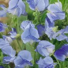 80 Seeds Blue Ripple Sweet Pea Lathyrus Odoratus Fresh Seeds
