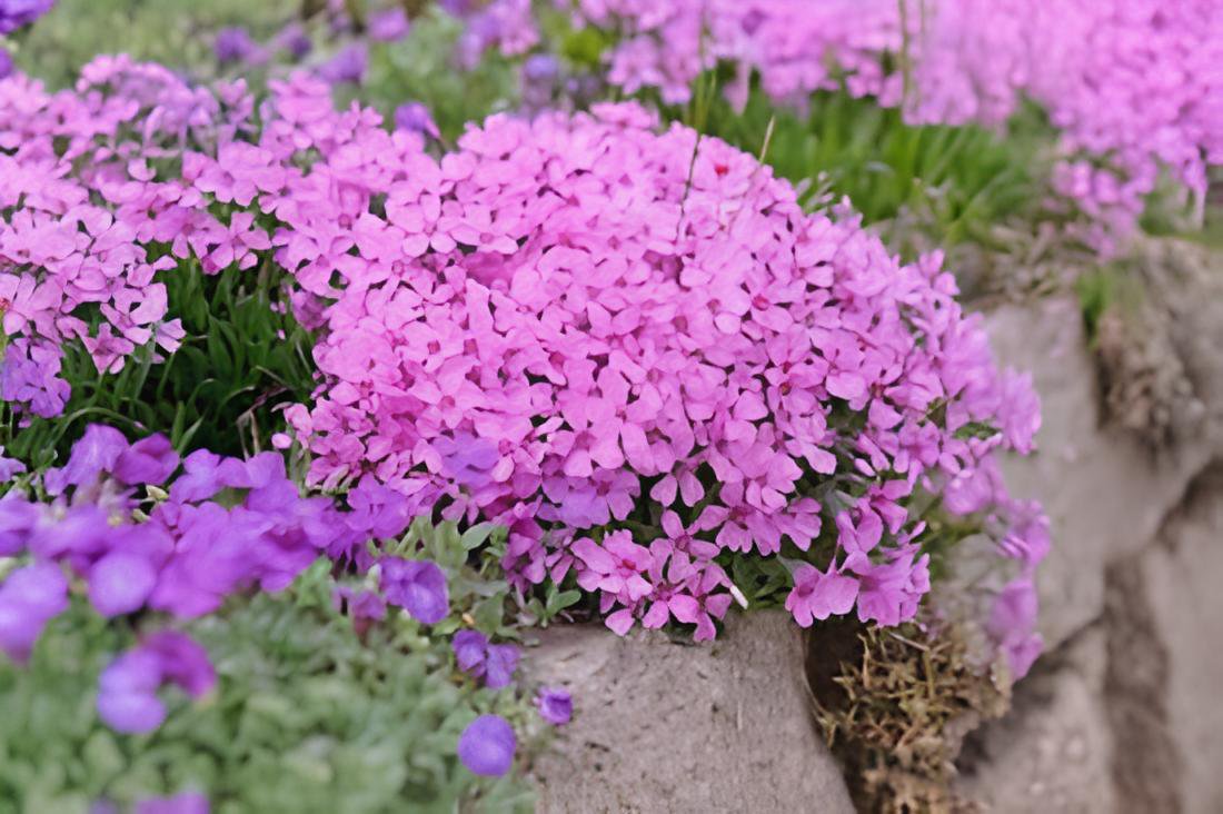 60 Seeds Phlox Subulata Wild Pink Moss Phlox Fresh Seeds