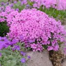 60 Seeds Phlox Subulata Wild Pink Moss Phlox Fresh Seeds