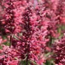 60 Seeds AGASTACHE 'HEATHER QUEEN' Hummingbrid Mint Hyssop Flower Herb Fresh Seeds