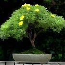 200 Seeds Potentilla Fruticosa Bonsai Plantas Fresh Seeds