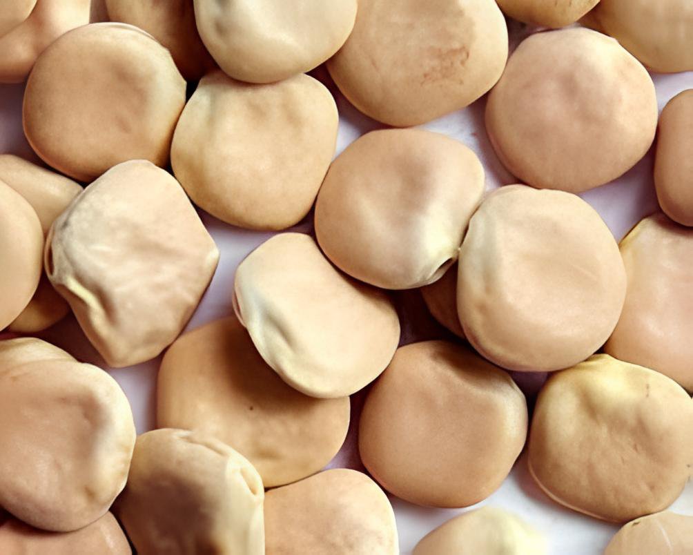 200 Seeds Lupini Beans Sweet Lupini (lupinus Albus) Fresh Seeds