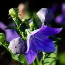 200 Seeds Blue Balloon Flower Bonsai Platycodon Grandiflorus Fresh Seeds