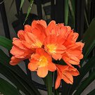 200 Seeds Colorful Clivia Miniata Bonsai Indoor Gorgeous Bush Lily Flower Plant Fresh Seeds