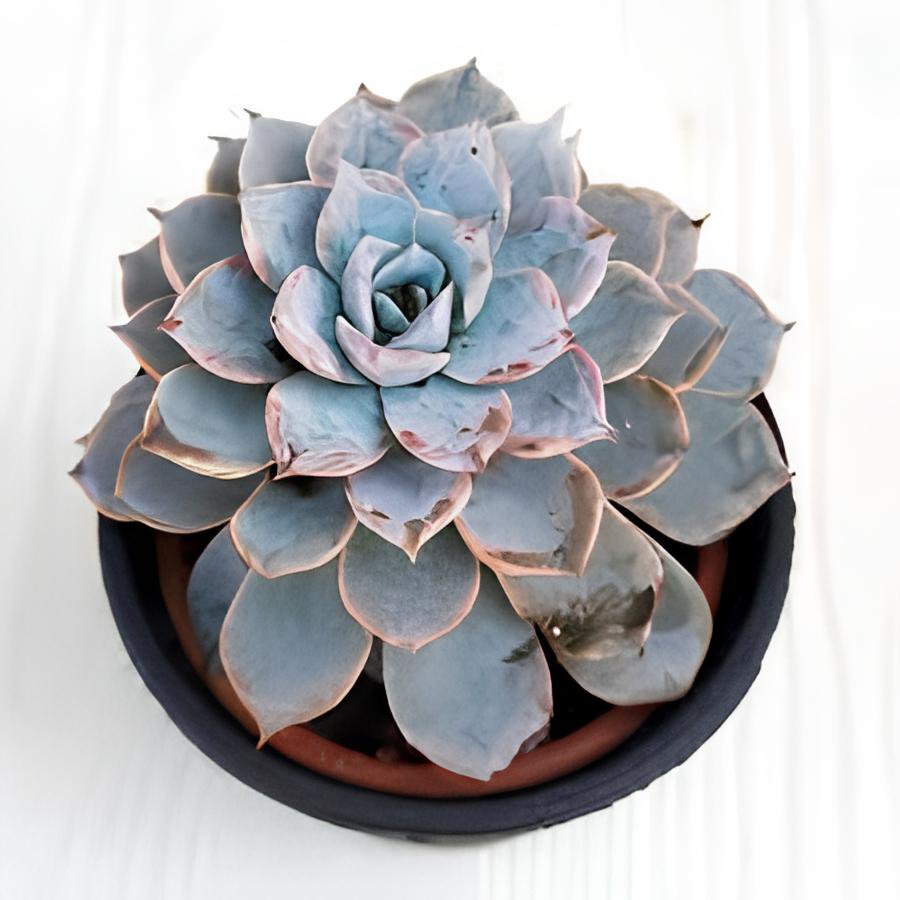 200 Seeds Echeveria Desmetiana Bonsai Rare Succulent Plant Fresh Seeds